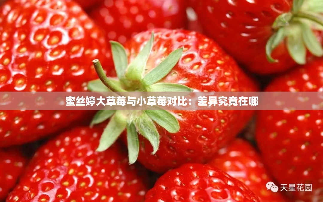 蜜丝婷大草莓与小草莓对比：差异究竟在哪