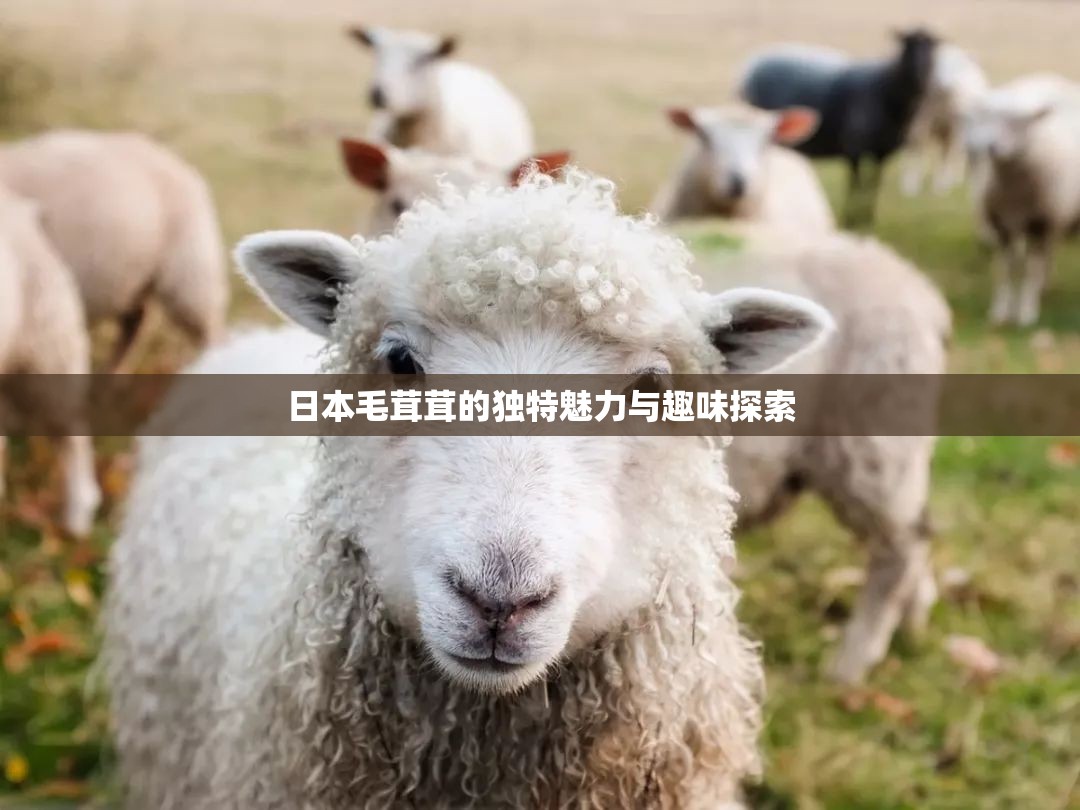 日本毛茸茸的独特魅力与趣味探索