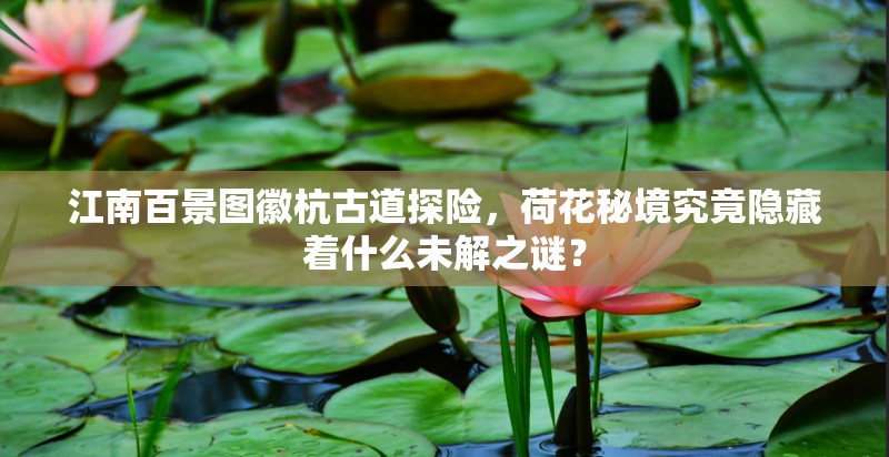江南百景图徽杭古道探险,荷花秘境究竟隐藏着什么未解之谜? 江南百景图徽杭古道探险,荷花秘境究竟隐藏着什么未解之谜?
